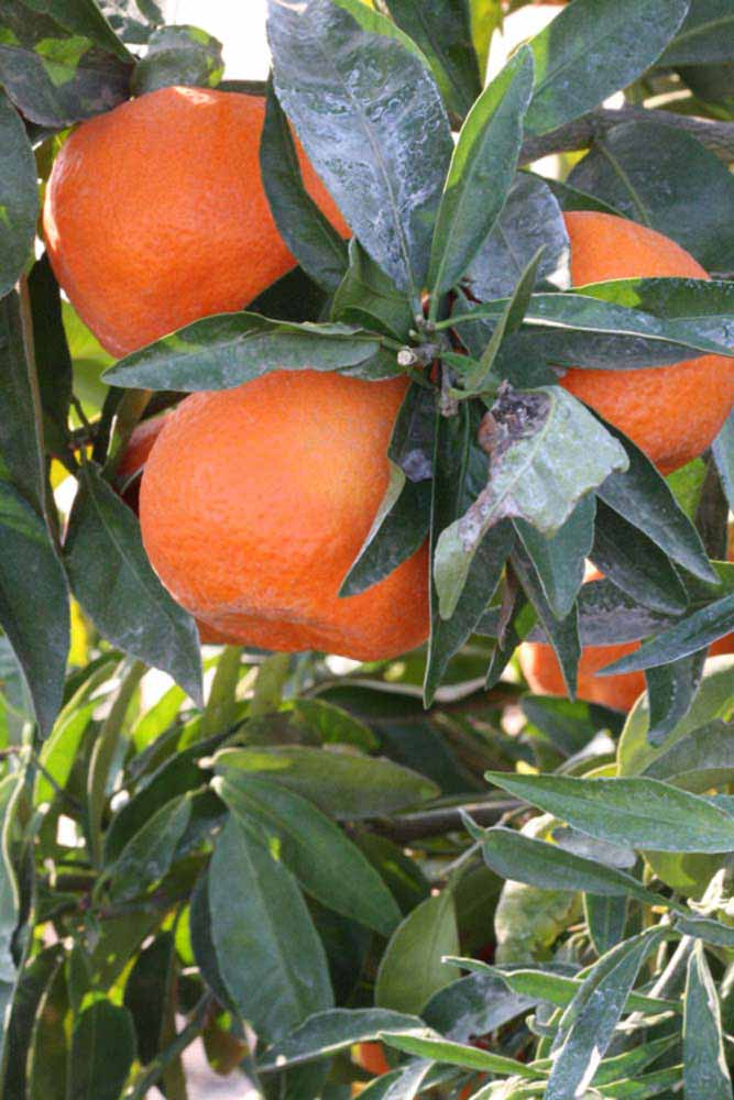              Fruit (Riverside, CA)       